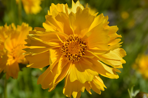 Coreopsis grandiflora Sunburst flower, also known as tickseed, a stunning perennial plant bursting with bright yellow colour