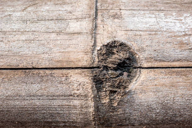 Closeup view of wooden tree trunk for texture background