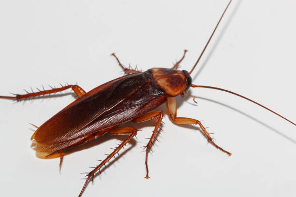 brown winged cockroach - cockroach hissing ugliness insect 뉴스 사진 이미지