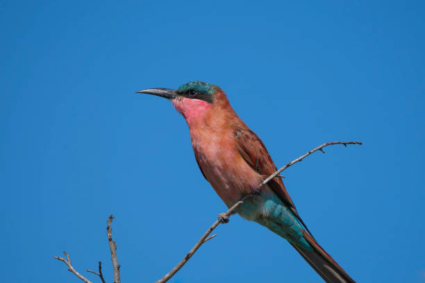 A beautiful Carmine Bee-Eater perched on a branch with clear blue sky as background, Kruger National Park.