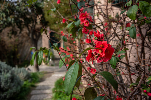red flower is foreground focus on foreground garden is background horizontal outdoor still