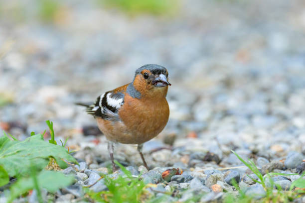 istock A male Common Chaffinch standing on the ground 1980035772