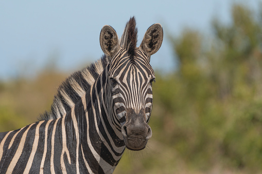 A closeup of a Plains Zebra looking into the camera with blurred background, Kruger National Park.