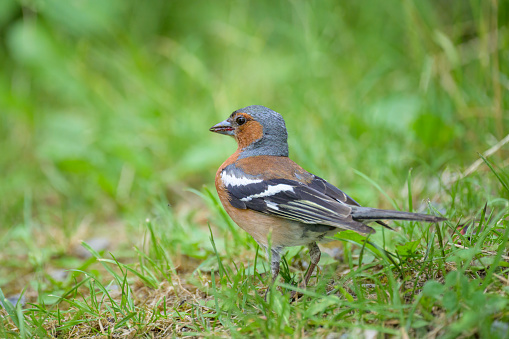 A male Common Chaffinch standing on the ground, sunny day in summer