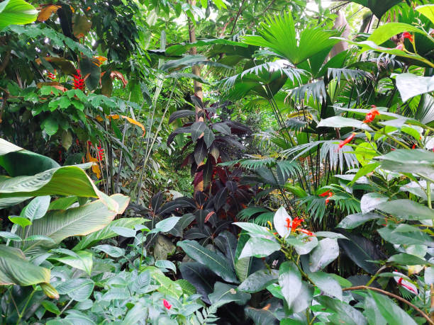 The diverse leaves of tropical plants form an overwhelming pattern in different hues, taken in the greenhouse of a botanical garden in Germany.