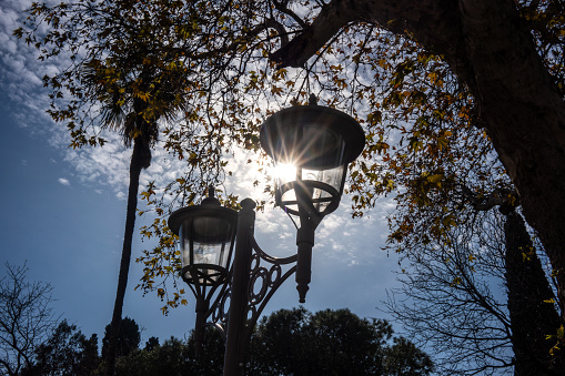 street lamps with lens flare and trees are background horizontal city life still