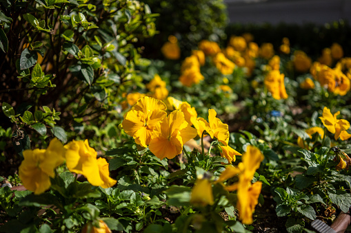 yellow flowers are in garden close up still