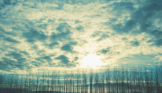 Beautiful young forest with magic light in the early morning. Nature landscape with dramatic cloudy morning sky