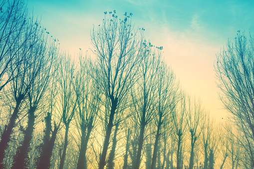 Silhouette of bare trees in early misty morning