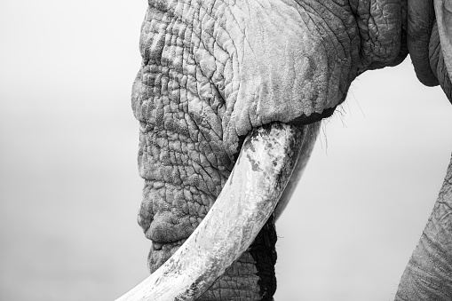 Portrait of a large old elephant in front of trees on a rainy day.