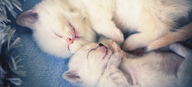Two cute kittens sleep on their backs on a soft, warm fluffy blanket