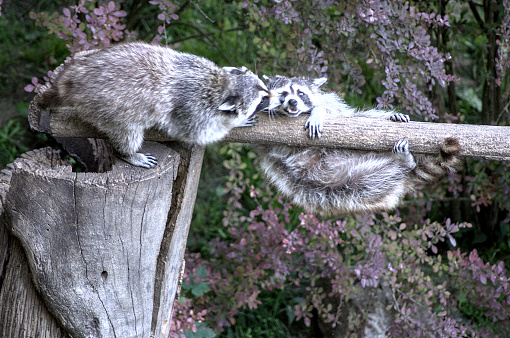 two racoons playing together