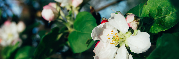 Banner with a blooming apple tree on a green background. Vernal equinox day concept. Hello spring