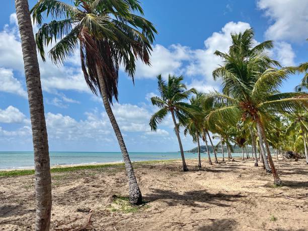 istock Coconut trees in front the sea 1980109535