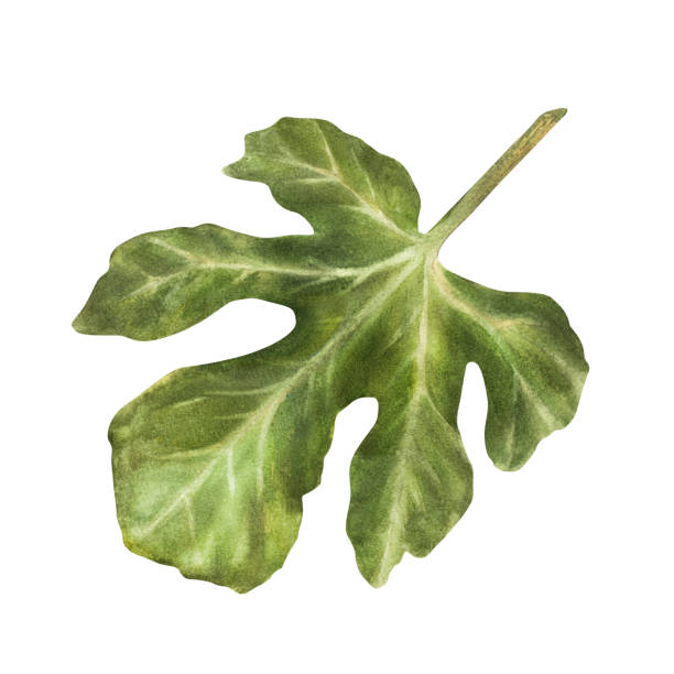 zielony liść figowy z drzewa. roślina botaniczny clipart, akwarela ręcznie malowana ilustracja - twig drawing chlorophyll plant stock illustrations