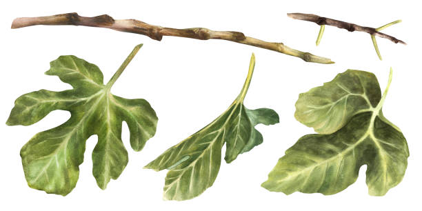 zestaw zielonych liści figowych, gałązek o różnych kształtach. roślina clipart akwarela malowana ilustracja - twig drawing chlorophyll plant stock illustrations