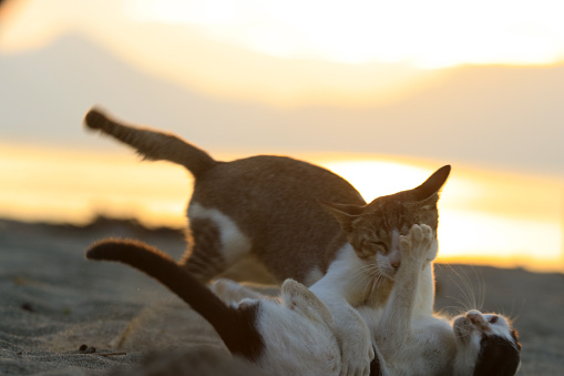 Cats playing on the beach at sunset Aceh-Indonesia
