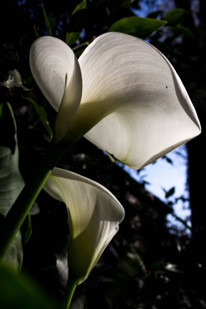 istock An elegant Arum lily, Zantedeschia aethiopica, aglow 1980123270