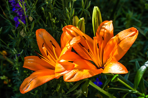 The impressive large fragrant orange flowers of an Asiatic lily hybrid in full bloom