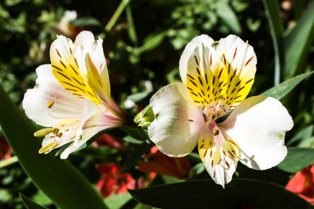 istock Close view of an Inca lily Blossoms 1980125950