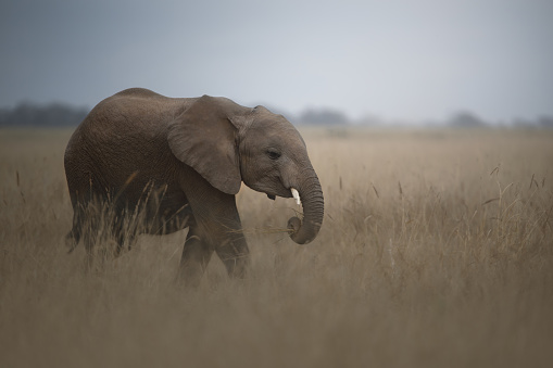 Encounter of an african elephant.  Photographed in the savannah of Kenya.  Amboseli National Park.