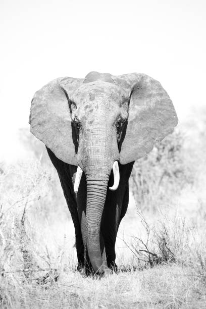 istock Black and white close-up of an African elephant. 1980127057