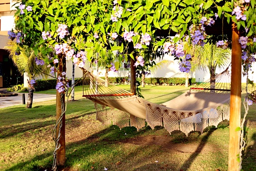 Wooden pergola covered in foliage of the Thunbergia grandiflora vine with blue flowers. Hammock and garden with grass and plants in the background