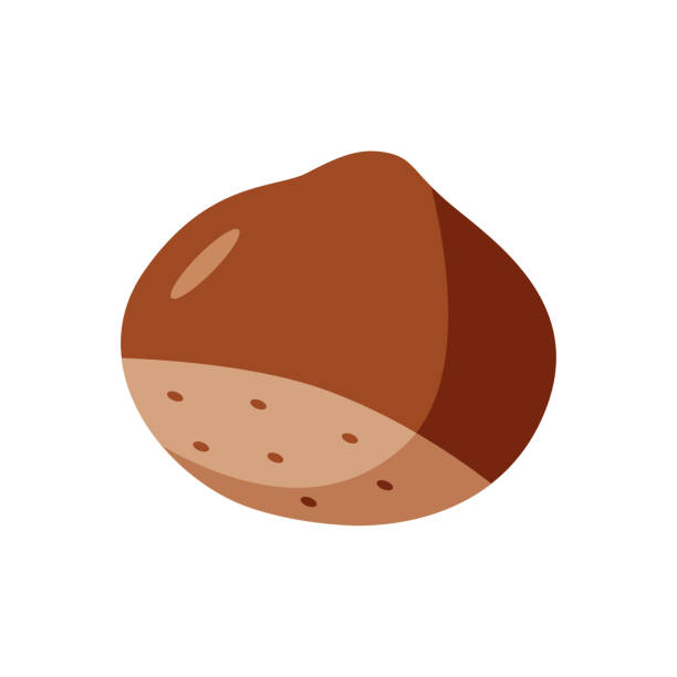 ilustrações de stock, clip art, desenhos animados e ícones de chestnut vector illustration. cartoon drawing of chestnut nuts in a shell. isolated on white. - chestnut food nut fruit