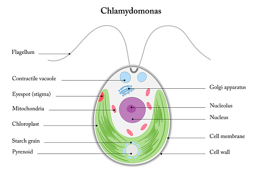 The structure of Chlamydomonas.