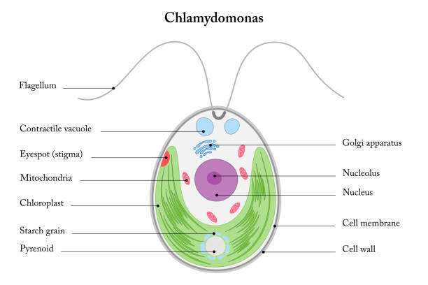 Chlamydomonas. Diagram. The structure of Chlamydomonas. chlamydomonas stock illustrations