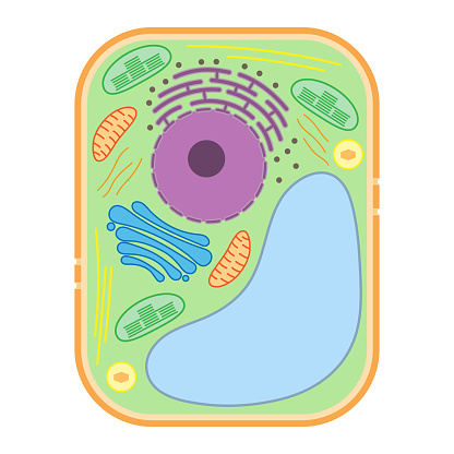 The structure of a plant cell.