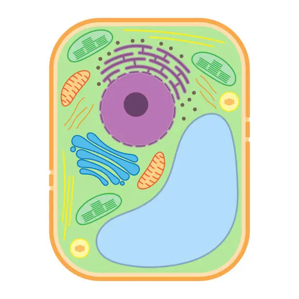 Vector illustration of Plant cell. Diagram.