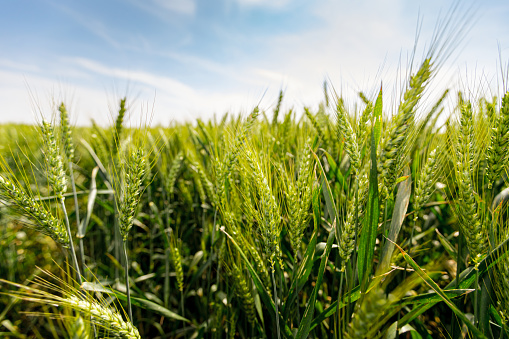 Low angle view, close-up, as gusty wind plays with young green ears, spikelet of wheat, cereal at spring, waving along breeze.