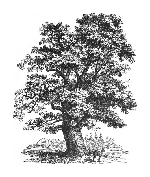 dąb biały (quercus peduncularis) - vintage grawerowana ilustracja na białym tle - akwaforta stock illustrations