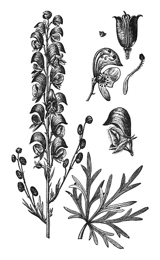 Vintage engraved illustration isolated on white background - Monk's-hood, aconite or wolfsbane (Aconitum napellus)