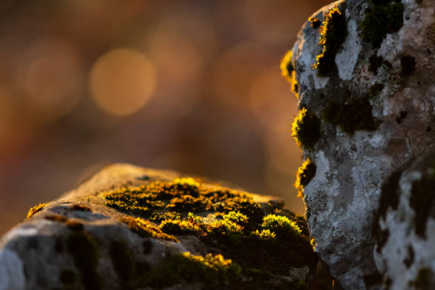 Sunlight on the moss of the old stone wall