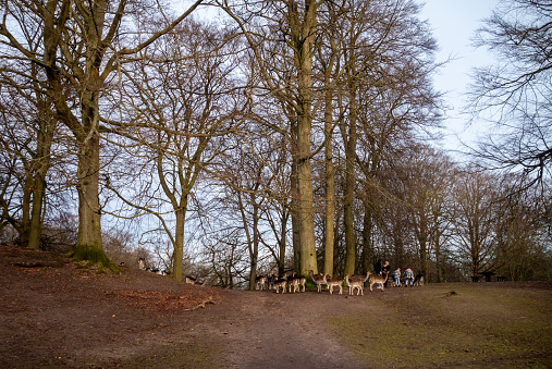 A herd of Sika deer at Marselisborg Dyrehave in the suburb of Marselisborg near Aarhus in Jutland, mainland Denmark. Although they live wild in a large area in this public park, they are quite approachable and here some people are feeding and stroking them.