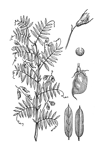 Vintage engraved illustration isolated on white background - Lentil (Vicia lens or Lens culinaris)