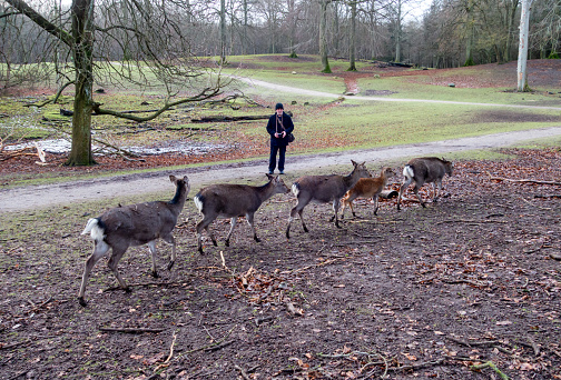 A man watching a procession of Sika deer at Marselisborg Dyrehave in the suburb of Marselisborg near Aarhus in Jutland, mainland Denmark. Although they live wild in a large area in this public park, they are quite approachable.