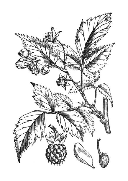 Wild Raspberry Drawing 200+ Wild Raspberry Plant Stock Photos, Pictures & Royalty-Free Images ...