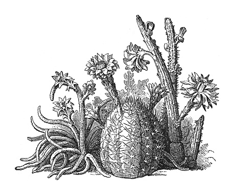 Vintage engraved illustration isolated on white background - Cactus