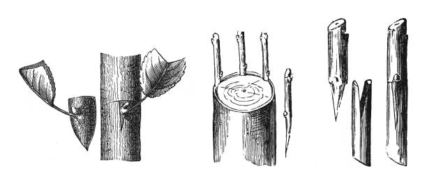 木の接ぎ木方法-白い背景で隔離されたヴィンテージ彫刻イラスト - methode点のイラスト素材／クリップアート素材／マンガ素材／アイコン素材