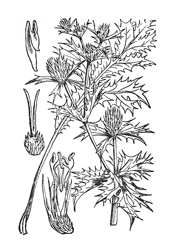 Vintage engraved illustration isolated on white background - Field eryngo or Watling Street thistle (Eryngium campestre)