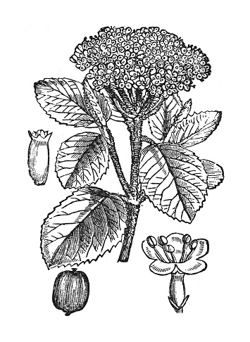 Vintage engraved illustration isolated on white background - Wayfarer or wayfaring tree (Viburnum lantana)