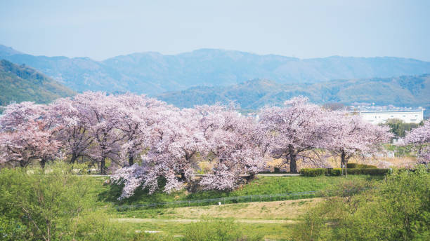 istock Sakura blooming trees are adorned with delicate white and pink flowers 1980201712