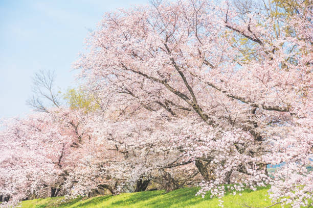 istock Sakura blooming trees are adorned with delicate white and pink flowers 1980202299