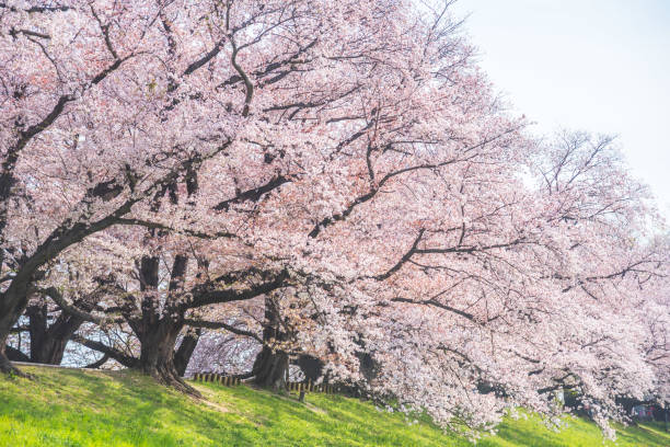 istock Sakura blooming trees are adorned with delicate white and pink flowers 1980202815