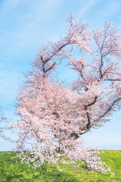 istock Sakura blooming trees are adorned with delicate white and pink flowers 1980202843