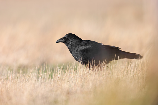 Carrion Crow (Corvus corone).  Black bird in natural habitat.  Smart black bird.  Single bird.