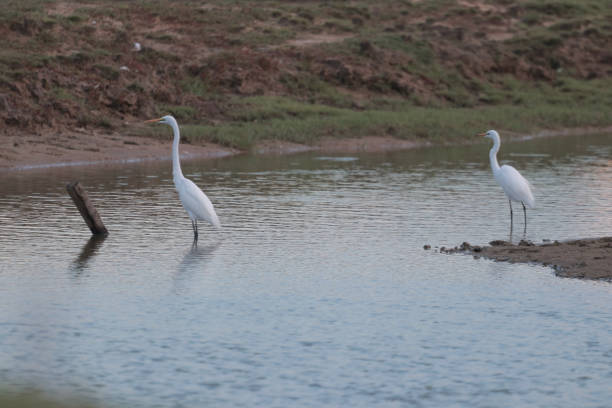 istock Great White Egret In A Green Field 1980214704